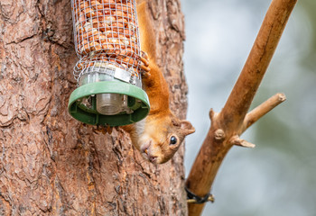 Red Squirrel on a peanut bird feeder