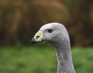 portrait of a bird in the rain 