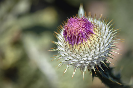 Close up on Onopordum acanthium plant commonly known as Cotton thistle or Scottish Thistle