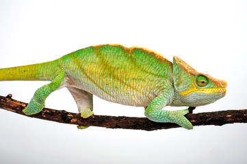 Parson's chameleon / Parsons Chamäleon (Calumma parsonii parsonii) -  © bennytrapp