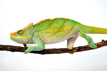 Parson's chameleon / Parsons Chamäleon (Calumma parsonii parsonii) -  © bennytrapp