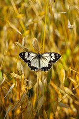 Closeup beautiful butterfly sitting on the flower.