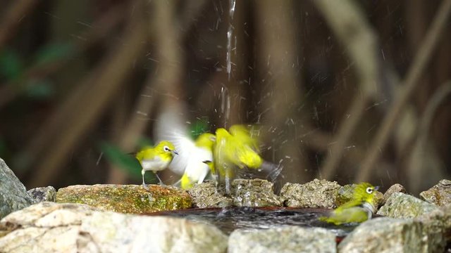 Japanese White-eye, Dark Green.Cute bird  drink water, play water in ponds at areas lacking fresh water.(Scientific Name : Zosterops simplex ) Slow motion