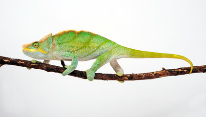 Parson's chameleon / Parsons Chamäleon (Calumma parsonii parsonii) -  © bennytrapp