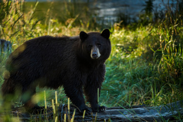 Obraz na płótnie Canvas mama Colorado black bear hunts along the riverbank
