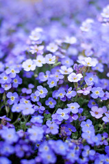 Nemophila. Spring blue flowers. Flower texture. Soft focus.