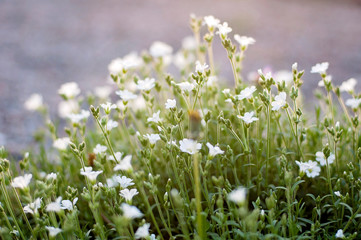 Fototapeta premium Little white spring flowers in the field on a beautiful background. Soft focus. Floral texture.