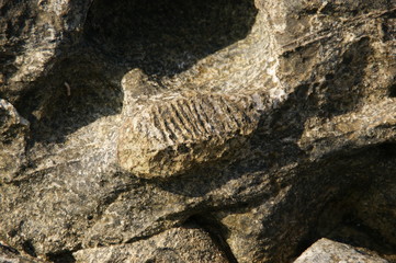 Stones with fossil prints. Beautiful stone texture in nature. Natural background