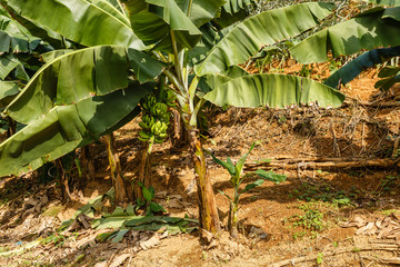 Banana tree with a bunch of bananas