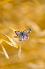 Closeup beautiful butterfly sitting on the flower.