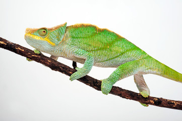Parson's chameleon / Parsons Chamäleon (Calumma parsonii parsonii) -  © bennytrapp