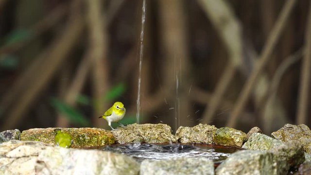 Japanese White-eye, Dark Green.Cute bird  drink water, play water in ponds at areas lacking fresh water.(Scientific Name : Zosterops simplex ) 