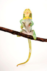 Parson's chameleon / Parsons Chamäleon (Calumma parsonii parsonii) -  © bennytrapp