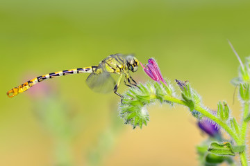 Macro shots, Beautiful nature scene dragonfly. 