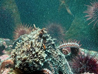 Giant Pacific Octopus