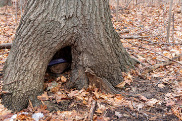 Geochache hidden in hollow tree close up