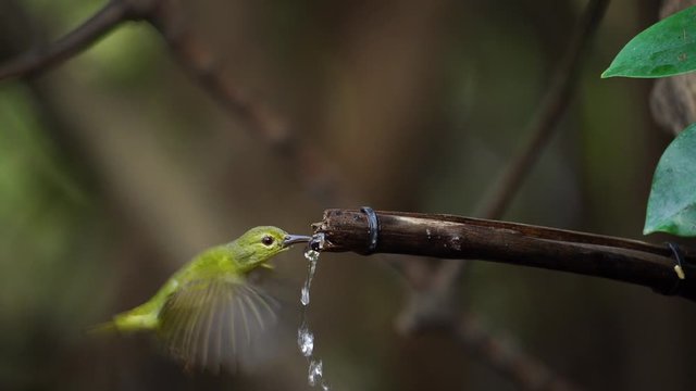 Japanese White-eye, Dark Green.Cute bird eating water.(Scientific Name : Zosterops simplex ) 