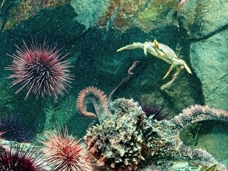 Giant Pacific Octopus