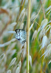 Closeup beautiful butterfly sitting on the flower.
