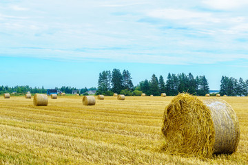 Countryside and haystacks near Grand River, PEI