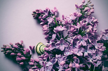 Purple Lilac branch on a violet background. Top view photo.