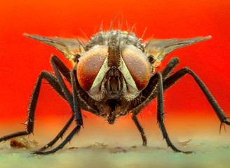 Mosca