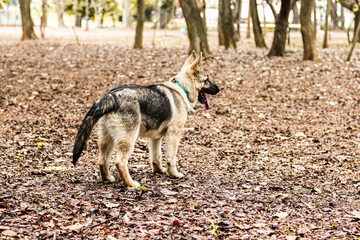 Dog in the park in autumn with leaves on the ground