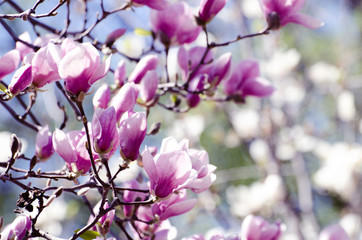 Beautiful magnolia tree blossoms in springtime. Bright magnolia flower against blue sky. Romantic floral backdrop