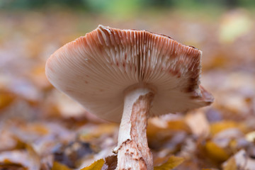 mushroom closeup
