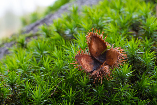 empty beechnut shell
