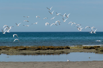 Flock of Birds flying away, one staying