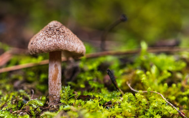Mushroom in the forest. Close-up photo of mushrooms with greens in blurry background