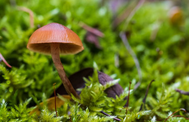 Mushroom in the forest. Close-up photo of mushrooms with greens in blurry background