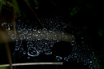 gocce d'acqua intrappolate in una ragnatela