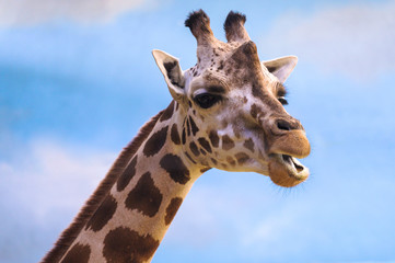 Closeup on a giraffe's face and neck on a leisurly afternoon