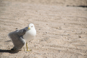 seagull with broken wing
