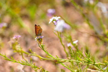 Closeup   beautiful butterflies sitting on the flower.
