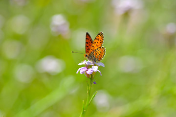 Closeup beautiful butterfly sitting on the flower.
