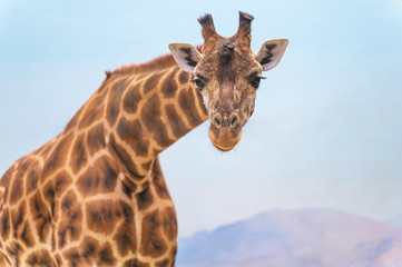 Closeup on a giraffe's face and neck on a leisurly afternoon