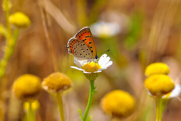 Closeup   beautiful butterflies sitting on the flower.