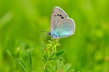 Closeup   beautiful butterflies sitting on the flower.