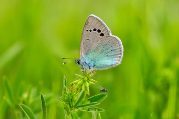 Closeup   beautiful butterflies sitting on the flower.
