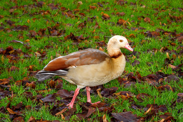 Egyptian Goose with rare abnormal white instead of brown head
