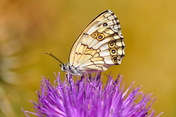 Closeup   beautiful butterflies sitting on the flower.