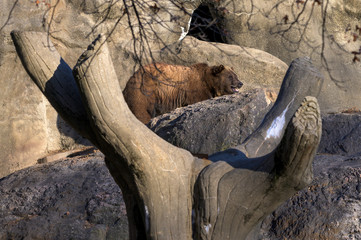 An adult Grizzly Bear in its natural habitat