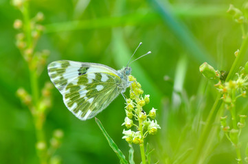 Closeup   beautiful butterflies sitting on the flower.