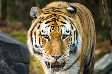 A majestic Royal Bengal Tiger, in its natural habitat