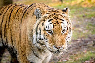 Fototapeta na wymiar A majestic Royal Bengal Tiger, in its natural habitat