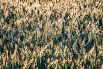 barley field, many green ears in close-up, focus area on one part, rest blurred; green abstract background of ears