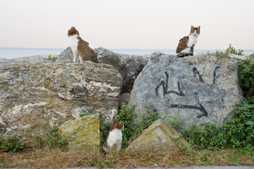 street Cat siblings playing 